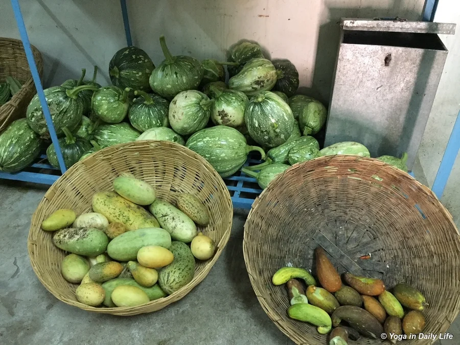 Monsoon gourds
